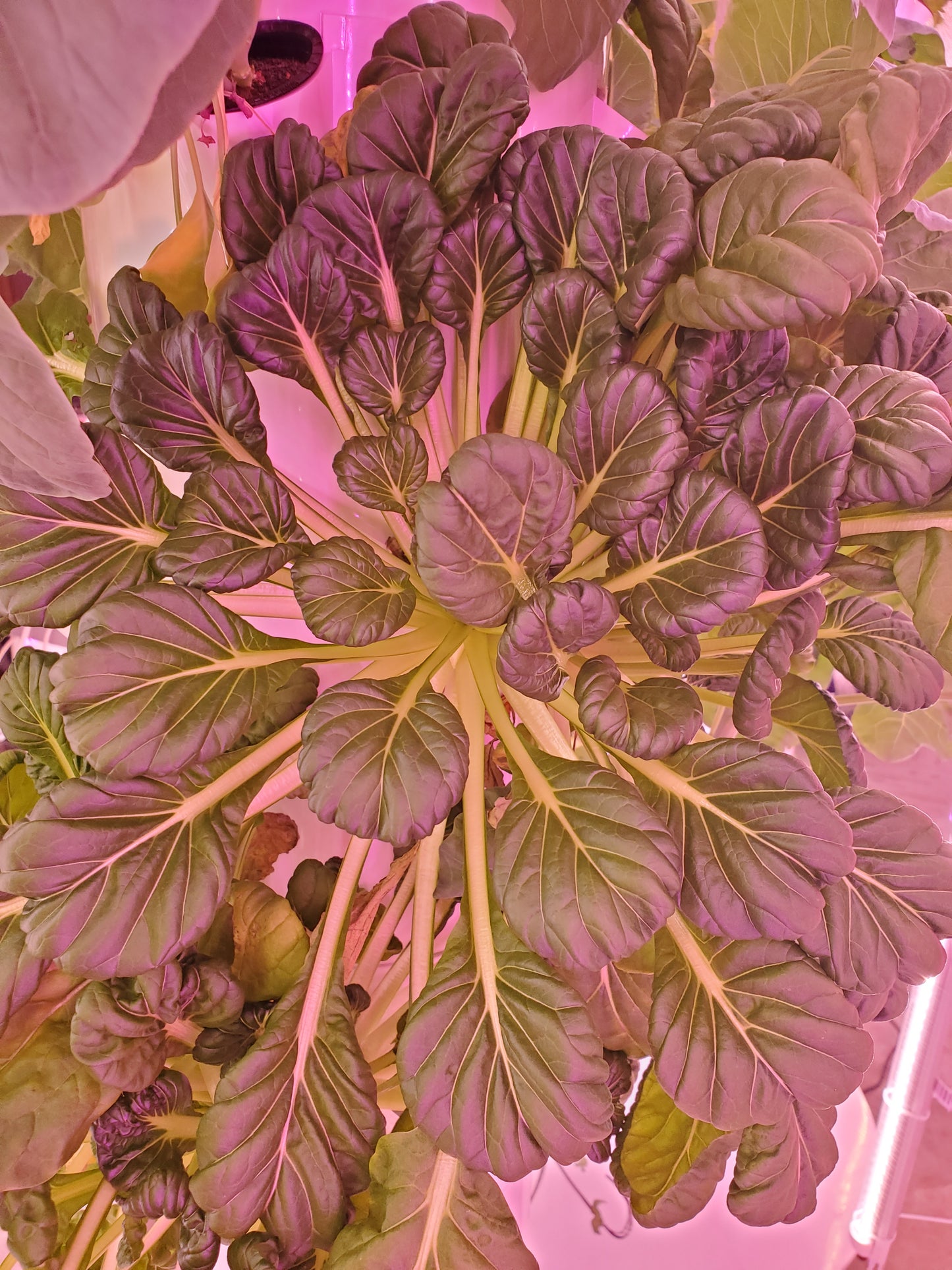 Tatsoi