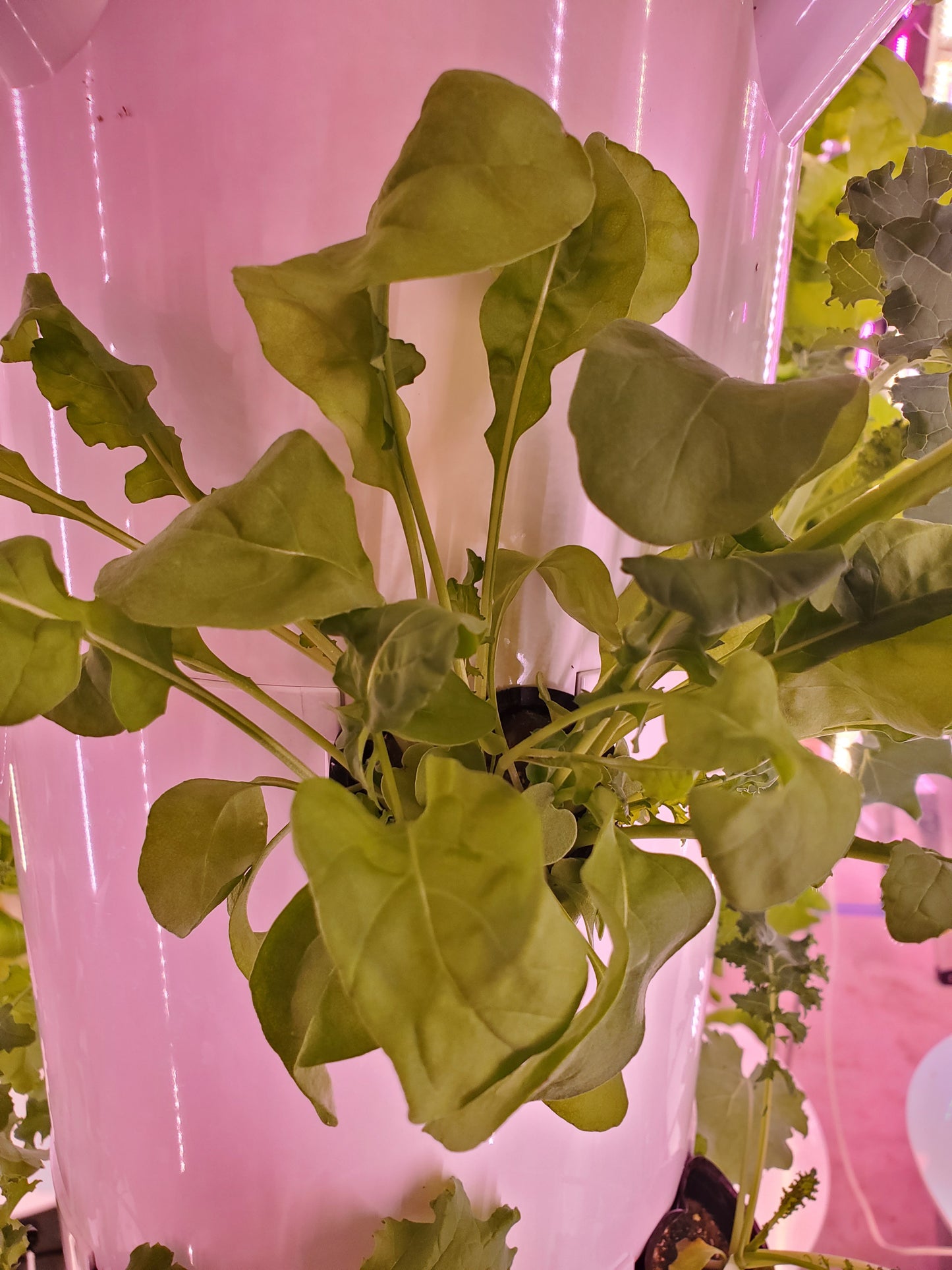 Arugula