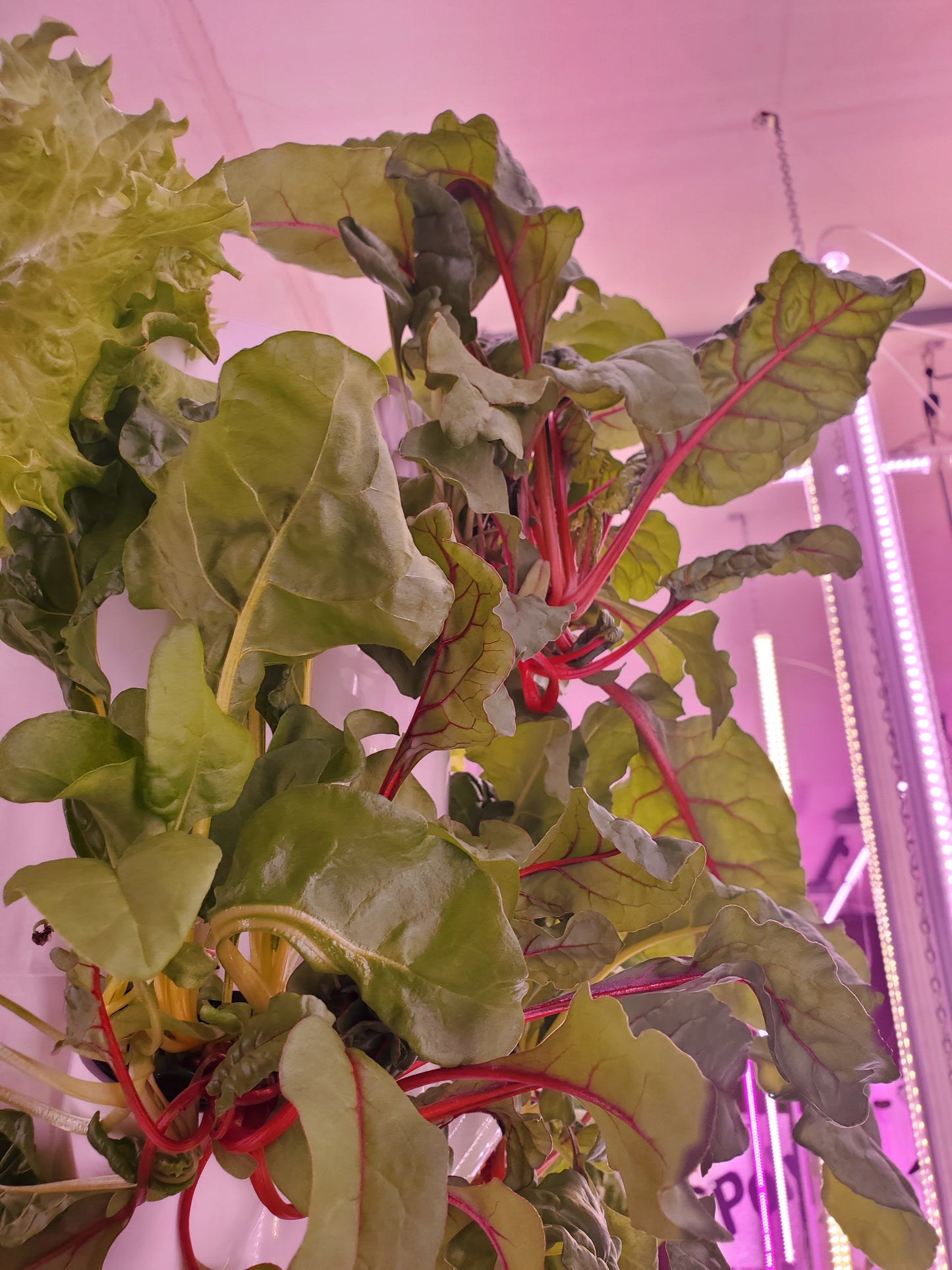 Rainbow Chard