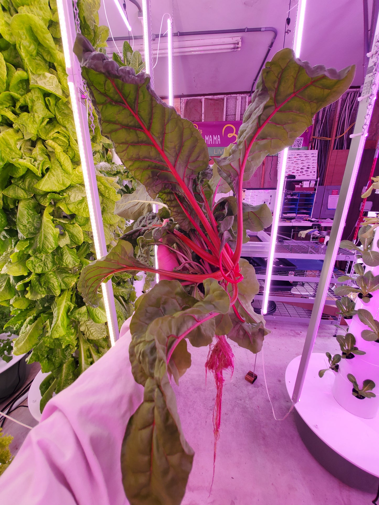 Rainbow Chard