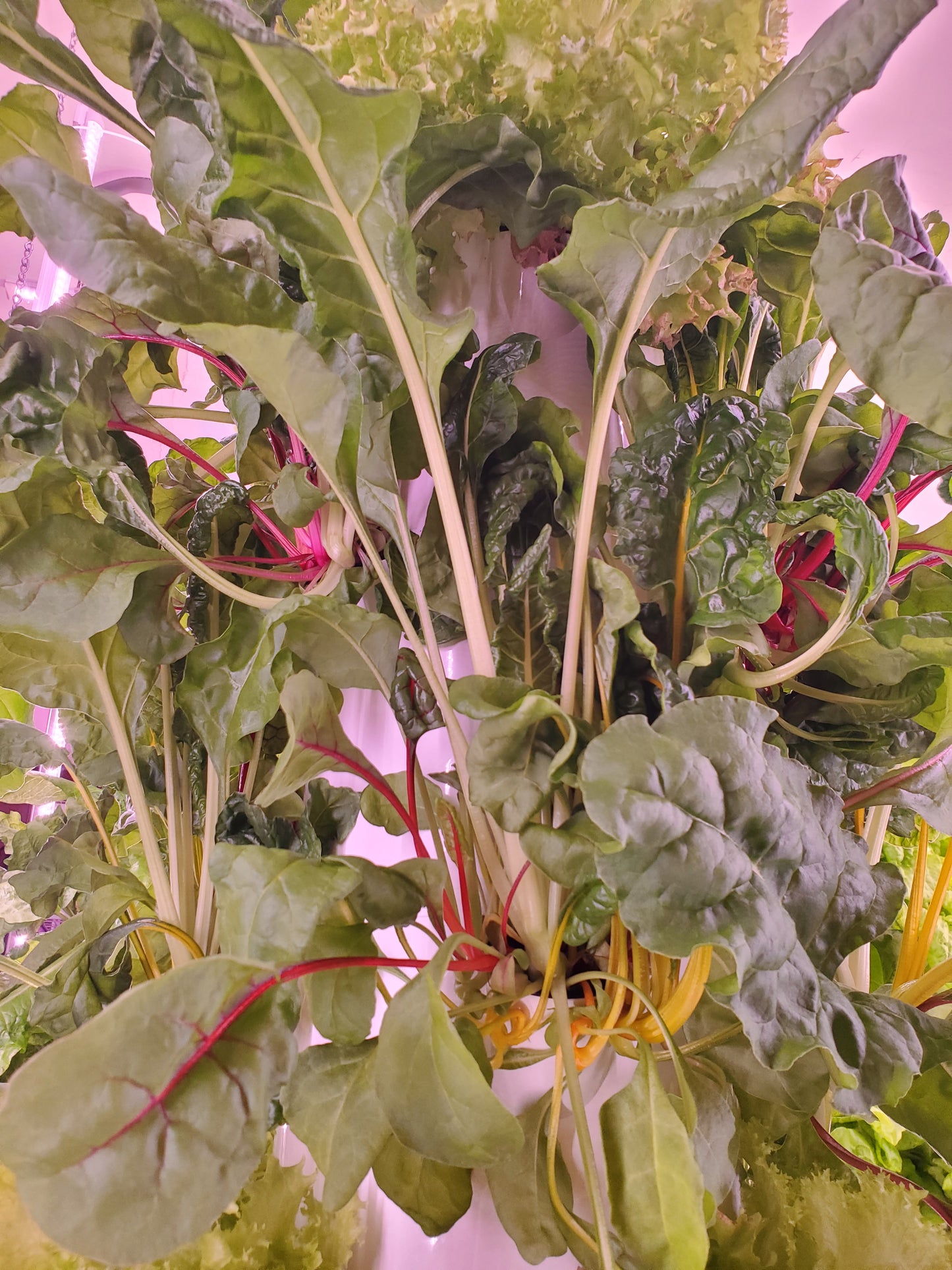 Rainbow Chard