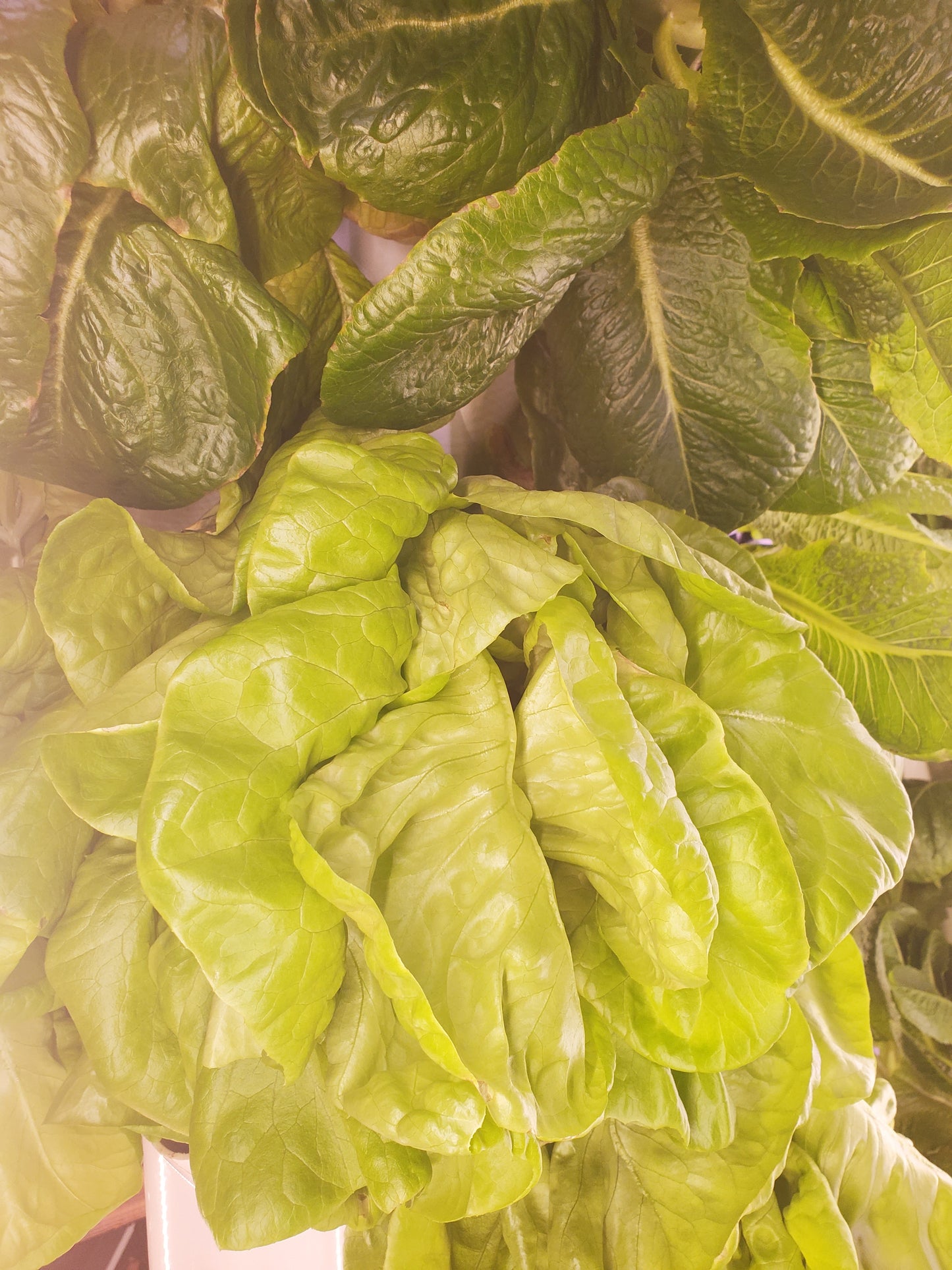 Butter Lettuce, "Mirlo"