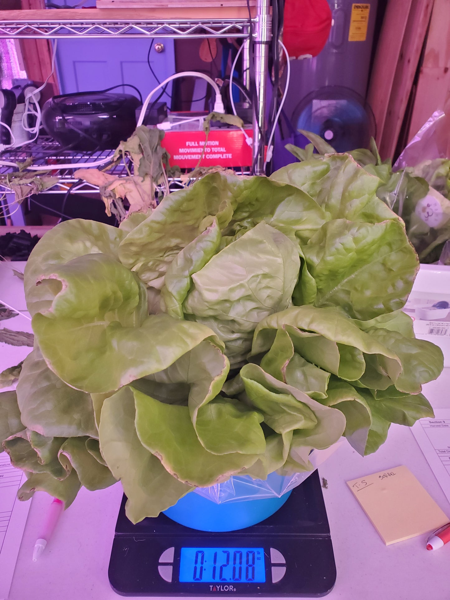 Butter Lettuce, "Mirlo"