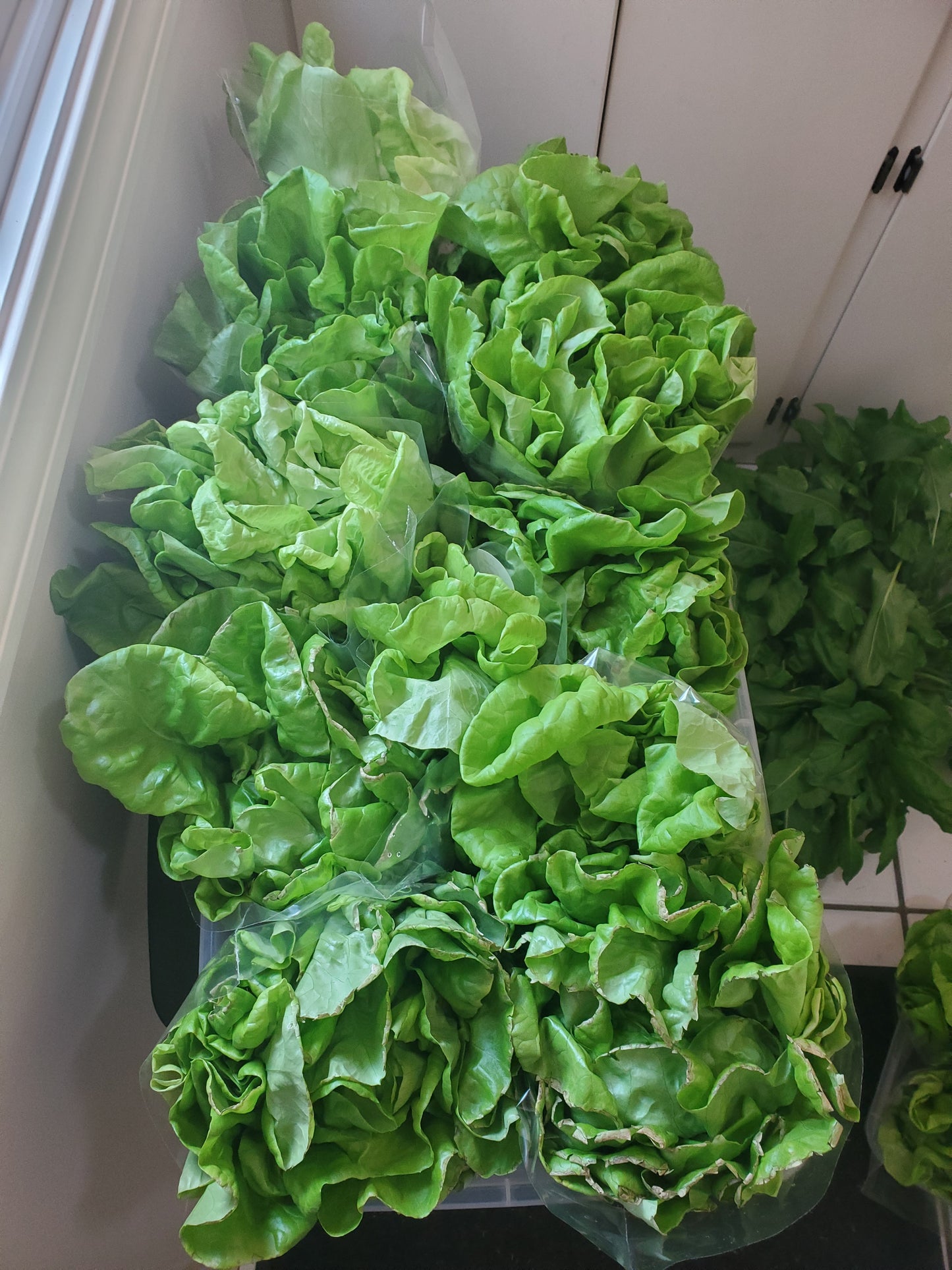 Butter Lettuce, "Mirlo"