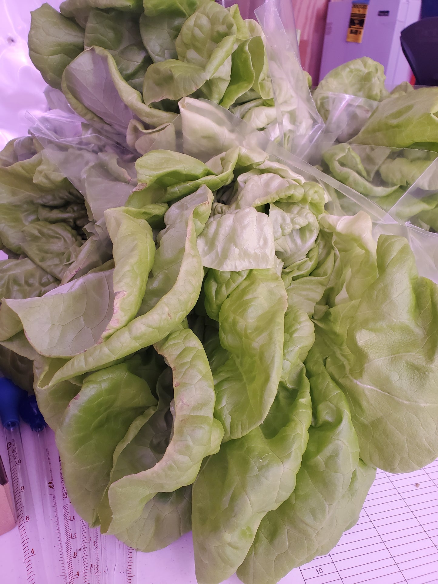 Butter Lettuce, "Mirlo"