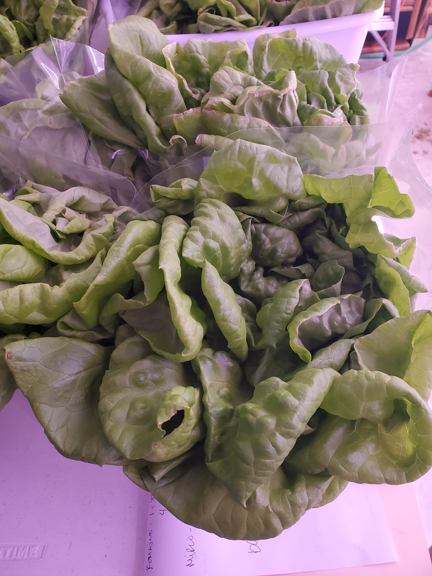 Butter Lettuce, "Mirlo"